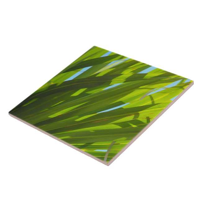 Gröna blad, solljus och blå himmel kakelplatta (Sidan)