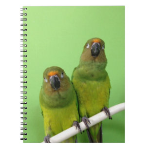 Gröna Conure noterar boken Anteckningsbok Med Spiral