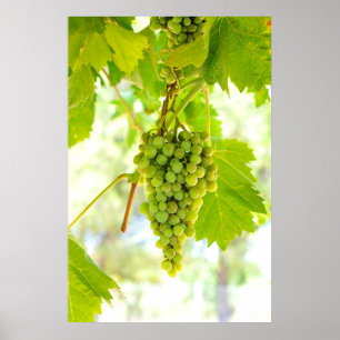 Gröna druvor på vine poster
