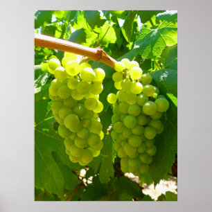 Gröna druvor på vinen poster