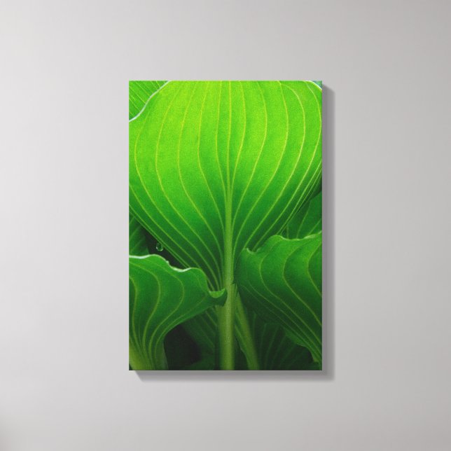 Gröna Hosta-blad Canvastryck (Framsida)