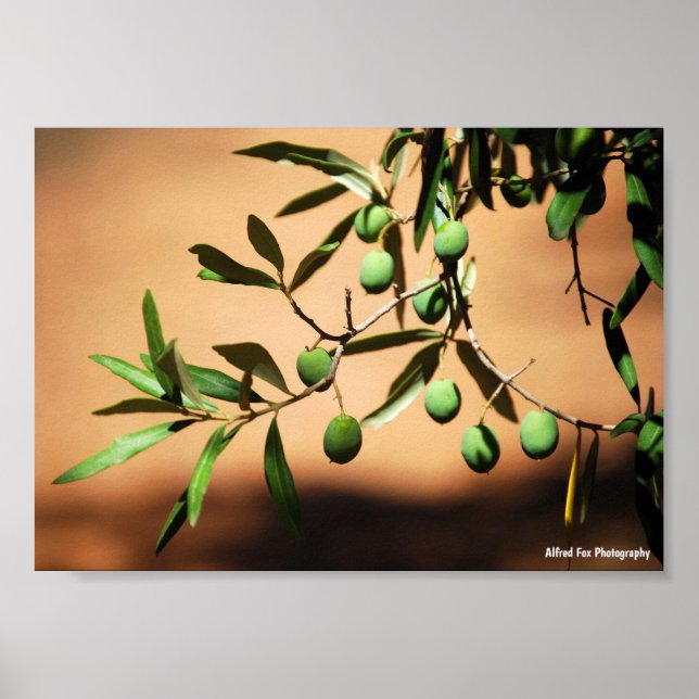 Gröna oliver på gren poster (Framsidan)