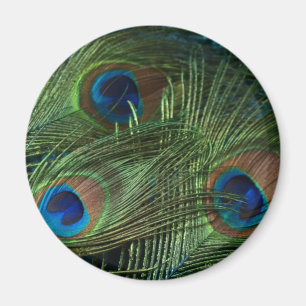 Gröna påfågelfjädrar magnet