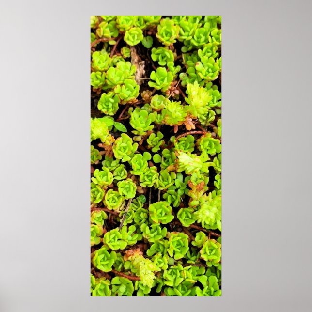 Gröna Sukkulentblommor Poster (Framsidan)