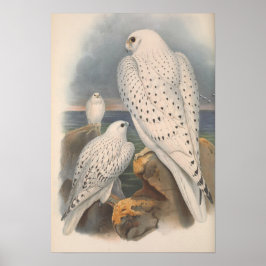 Grönland Falcon Light Tävling Bird Poster