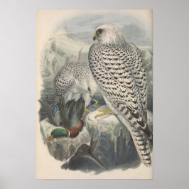 Grönland Falcon Mörk Tävling Bird Poster