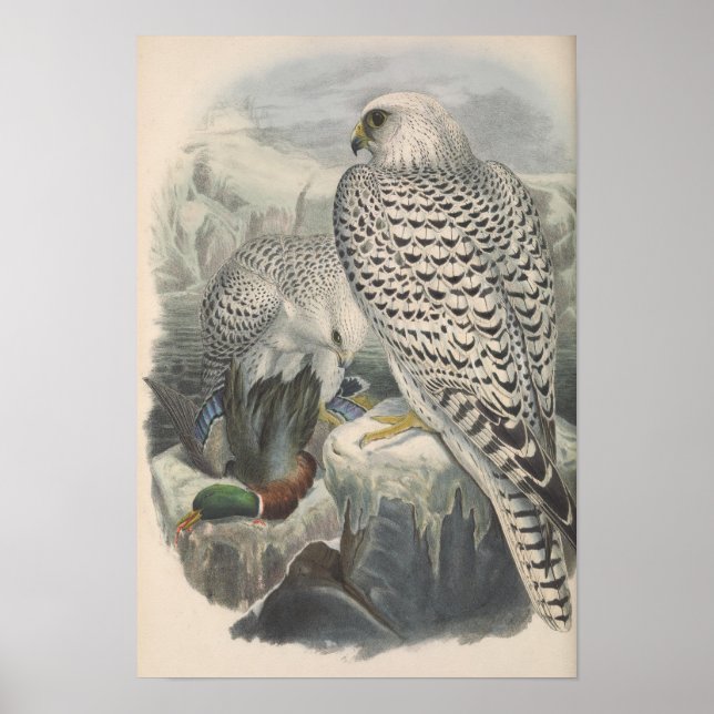 Grönland Falcon Mörk Tävling Bird Poster (Framsidan)