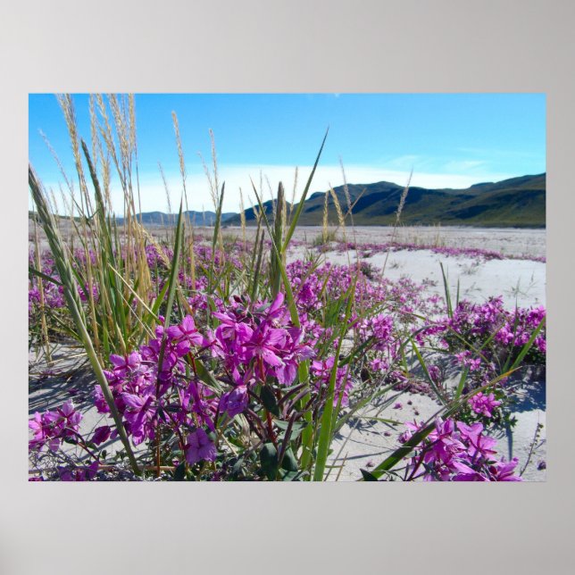 Grönland orkide poster (Framsidan)