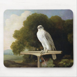 Grönlandfalk (grå färgfalken), 1780 (olja på p musmatta