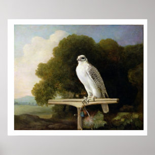Grönlandsfalk (Grått Falcon), 1780 (olja på panele Poster