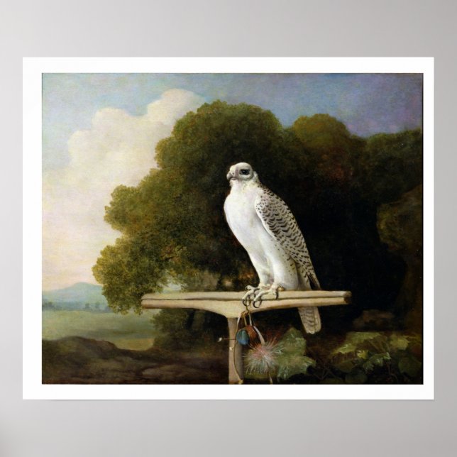 Grönlandsfalk (Grått Falcon), 1780 (olja på panele Poster (Framsidan)