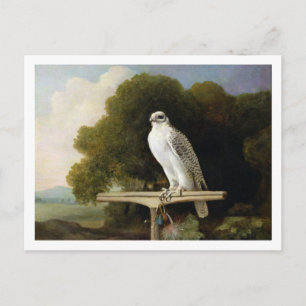 Grönlandsfalk (Grått Falcon), 1780 (olja på panele Vykort
