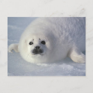 Grönlandssäl (Phoca groenlandica) En veckogammal g Vykort