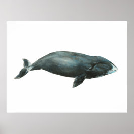 Grönlandsval Vattenfärg illustration Poster