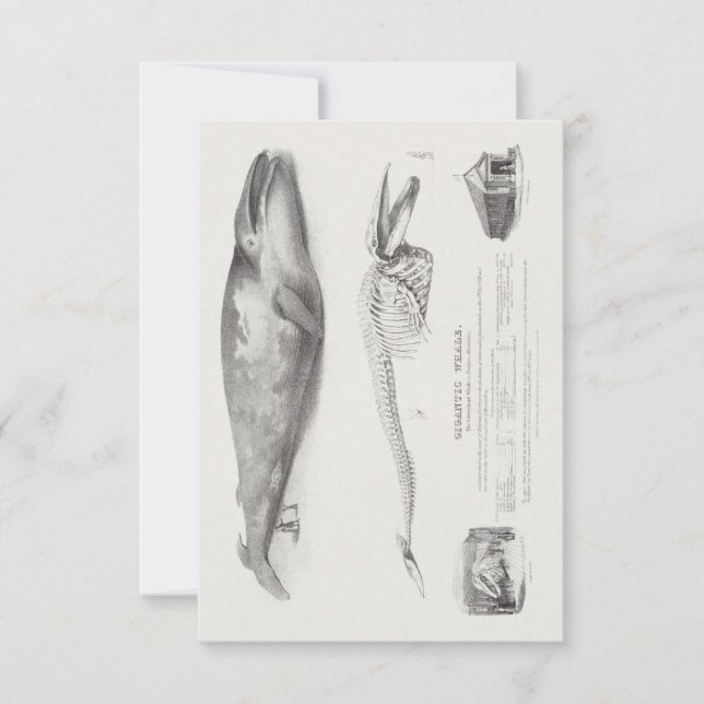 Grönlandsvete, blåval av George Johann S Inbjudningar (Framsida)