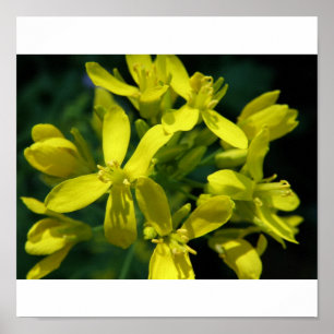 grönsallat blommar fotoförstoringen poster