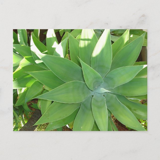 Grönska Vykort (Framsida)