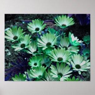 Grönt Afrikas Daisy Poster blomma