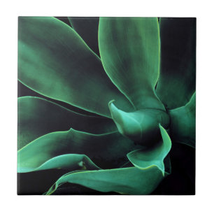 Grönt Agave Attenuata Kakelplatta