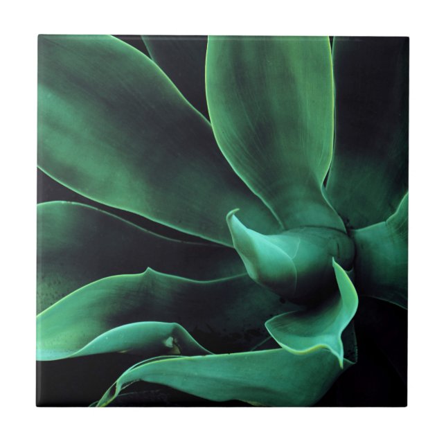 Grönt Agave Attenuata Kakelplatta (Framsidan)