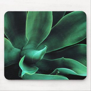 Grönt Agave Attenuata Musmatta