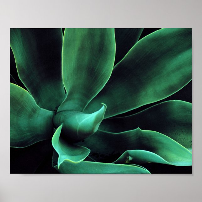 Grönt Agave Attenuata Poster (Framsidan)