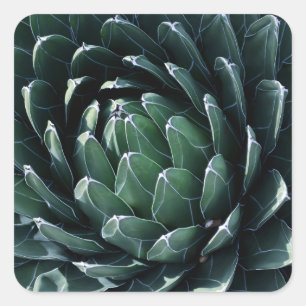 Grönt Agave Fyrkantigt Klistermärke