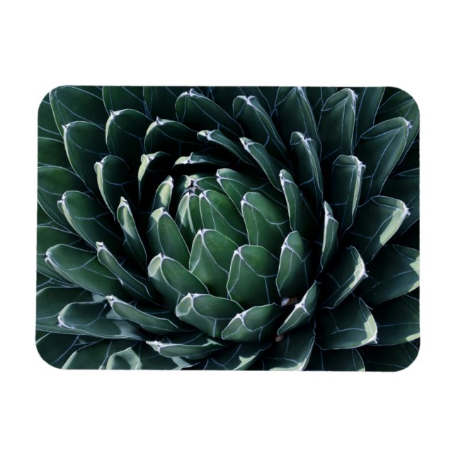 Grönt Agave Magnet (Horisontell)