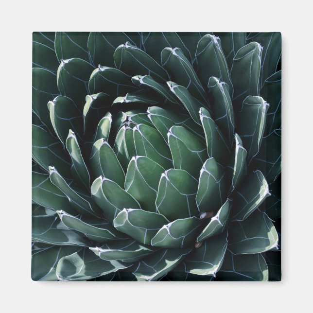 Grönt Agave Magnet (Framsidan)