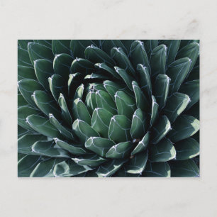 Grönt Agave Vykort