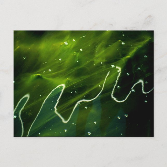 Grönt Algae och Vatten pccnm Vykort (Framsida)