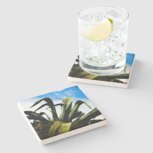 Grönt Aloe Plant med Bright Blå himmel Stenunderlägg
