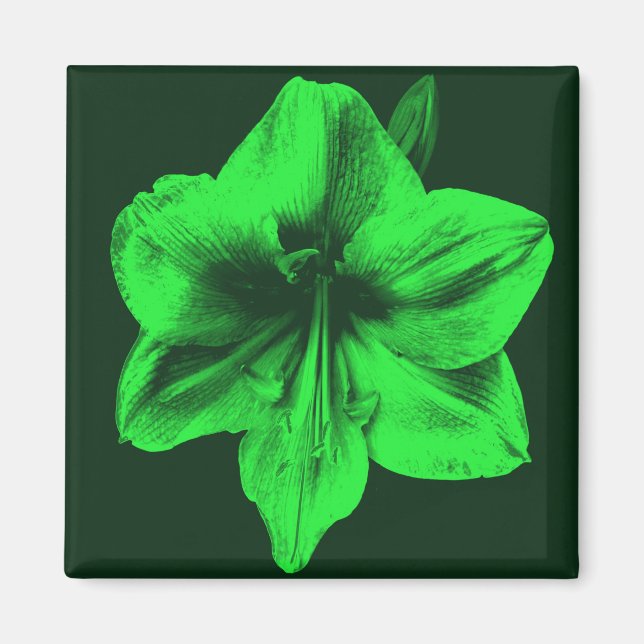 Grönt Amaryllis Magnet (Framsidan)