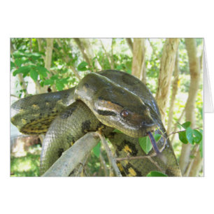 Grönt Anaconda Hälsningskort