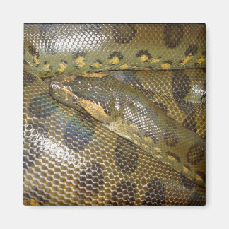 Grönt Anaconda Magnet