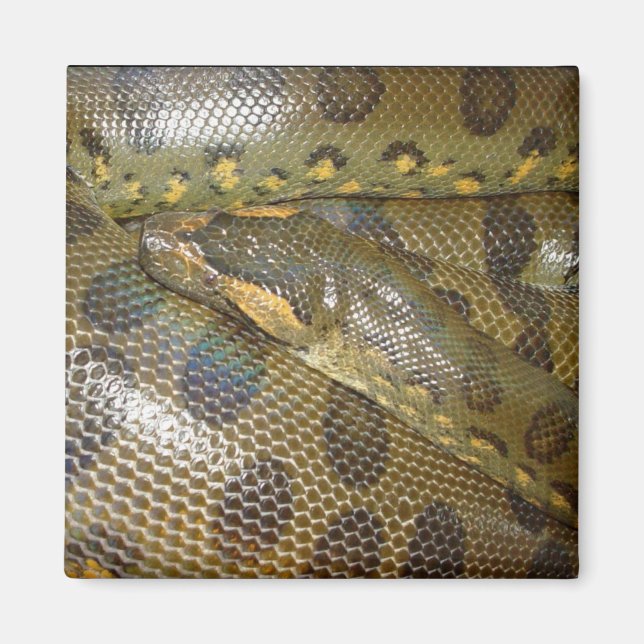 Grönt Anaconda Magnet (Framsidan)