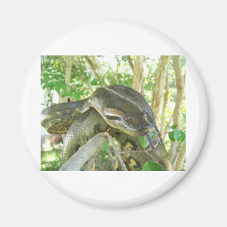 Grönt Anaconda Magnet