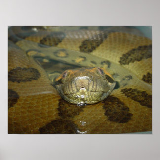 Grönt Anaconda Poster