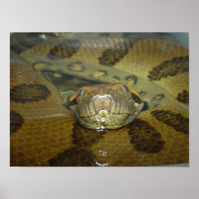Grönt Anaconda Poster (Framsidan)