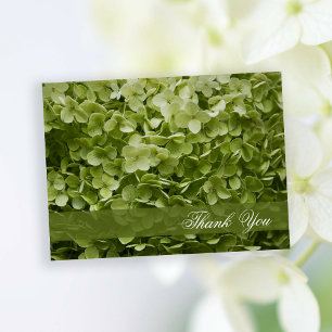 Grönt Annabelle Hydrangea Blommigt Tack Vykort