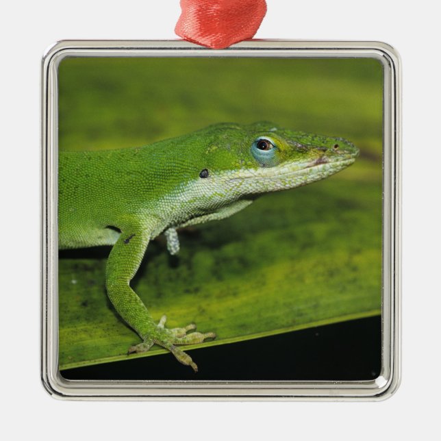 Grönt Anole, Anolis carolinensis, vuxen på handfla Julgransprydnad Metall (Framsidan)