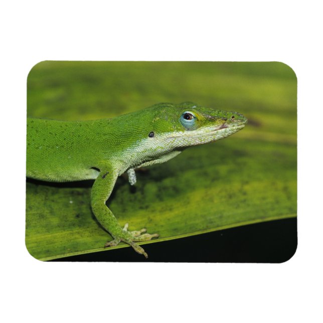 Grönt Anole, Anolis carolinensis, vuxen på handfla Magnet (Horisontell)