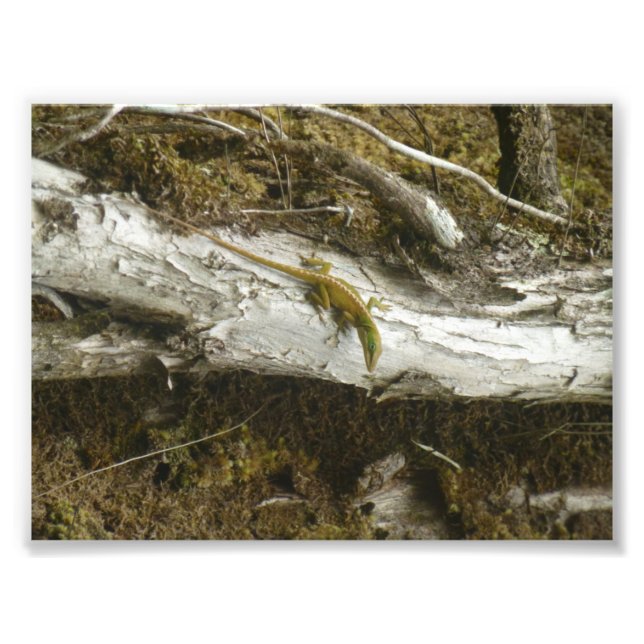 Grönt Anole BIG ISLAND HAWAII Fototryck (Framsidan)