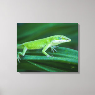 Grönt Anole Lizard Canvastryck