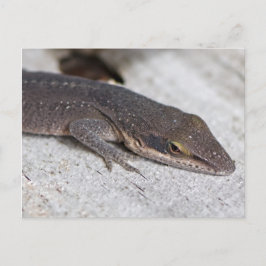 Grönt Anole Lizard closeup Vykort