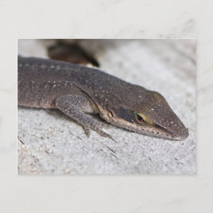 Grönt Anole Lizard closeup Vykort