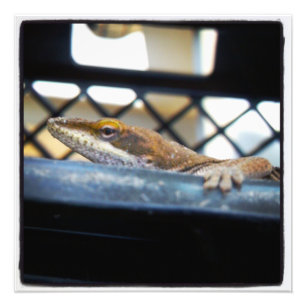 Grönt Anole Lizard Färg Prints Fototryck
