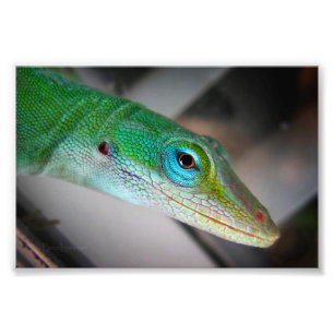 Grönt Anole Lizard Fototryck
