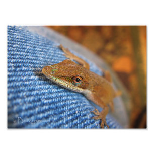 Grönt Anole Lizard Fototryck