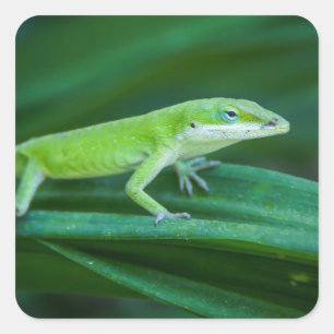 Grönt Anole Lizard Fyrkantigt Klistermärke